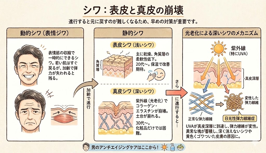 シワの発生メカニズム