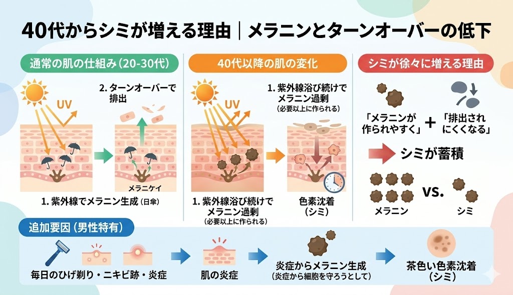 40代からシミが増える理由|メラニンとターンオーバーの低下