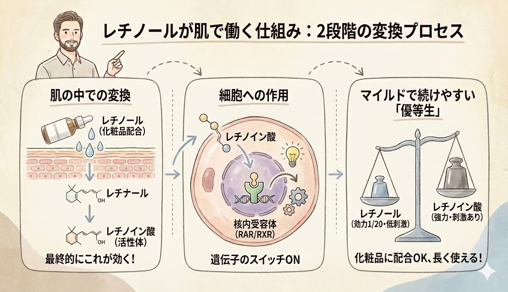 レチノールが肌で働く仕組み