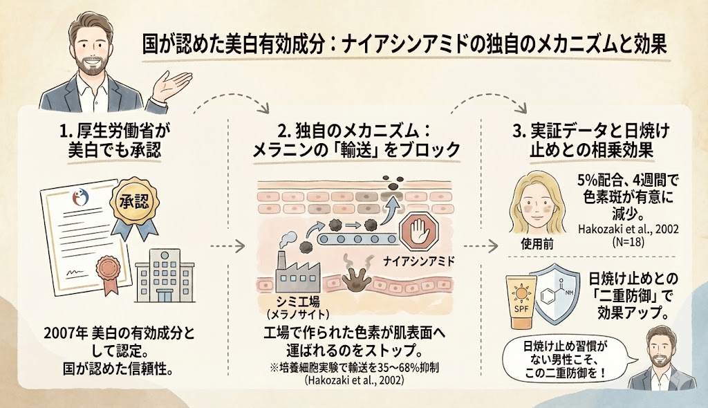 ナイアシンアミドの美白メカニズム